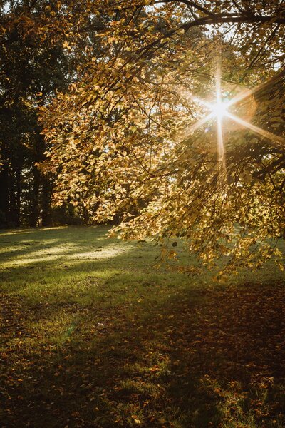 Golden field symbolizing calm and serenity in therapy