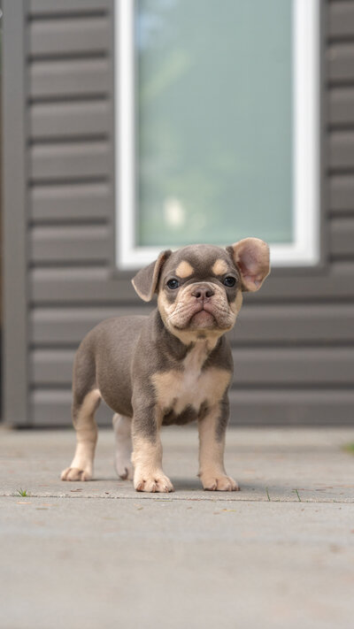 Lilac Frenchie