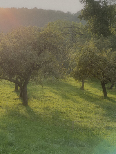 Sonnenstrahlen durch die Bäume – Symbol für Klarheit und neue Perspektiven.