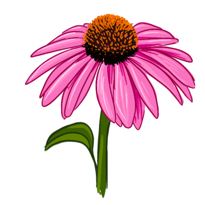 Cone flower illustration