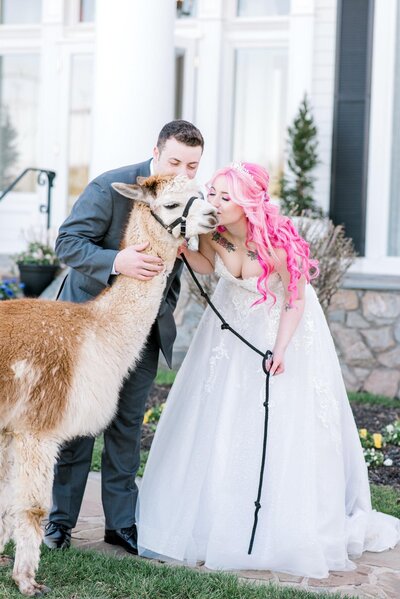 Bride and groom kissing an alpaca at their wedding