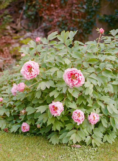 pink roses at Tacoma's Point Defiance Rose Garden.