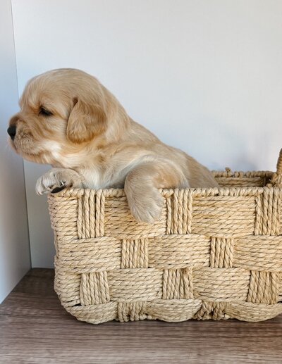 small golden retriever at LRR in Santa Barbara 93101