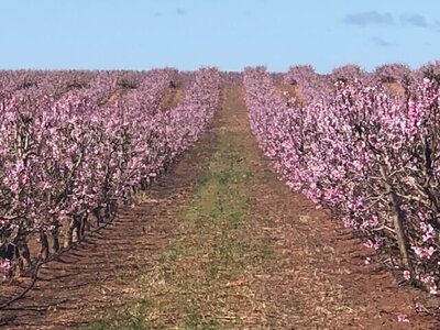 Honeybee Experts Bee Sure Hive Inspections for Almond Trees