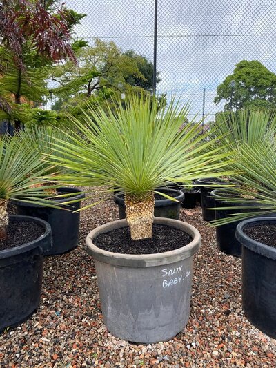 BEAKED YUCCA Yucca Rostrata