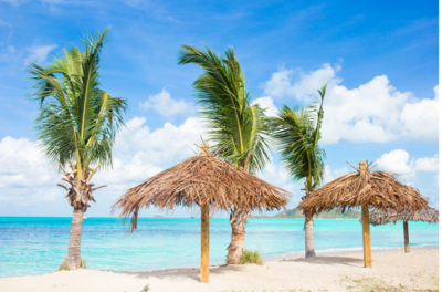 beach with palm trees