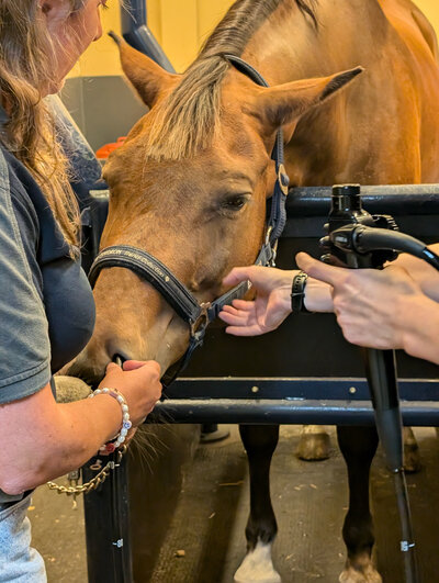 Maagscopie bij paard voor controle maagzweren