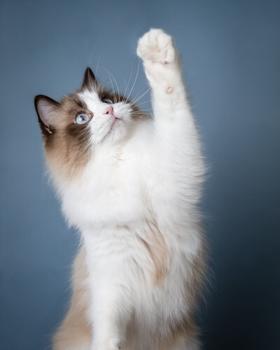 Katten fotografie