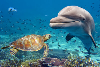 dolphin and sea turtle looking at each other under water and smiling
