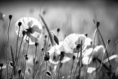 poppies