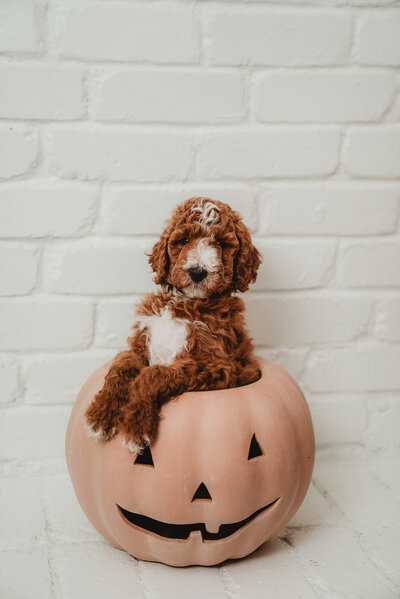 Grey Collar Male Peterson Poodles Red Standard Poodle PuppiesDSC046113