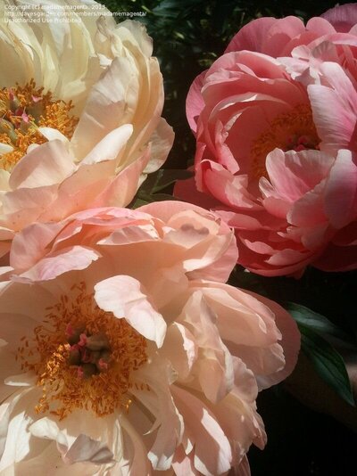 Today's bloom is Garden Peony 'Coral Charm' (Paeonia lactiflora)