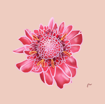 A pink torch ginger flower illustrated on a beige background.