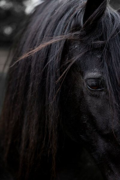 Detail van het hoofd van paard Jeltsje tijdnes coaching met paarden in het Drentse Roden.