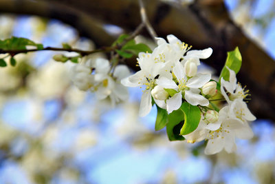 Easter Blossoms White 1 v2