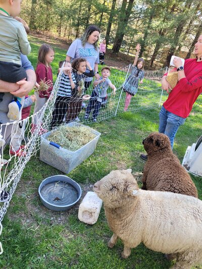 Kid smiling while feeding a goat standing on a fence enjoying a snack at the lavender farm