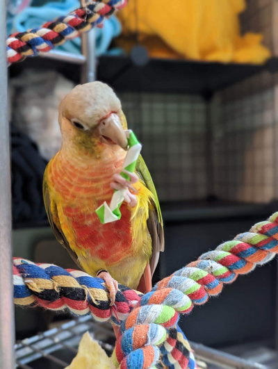 ravi