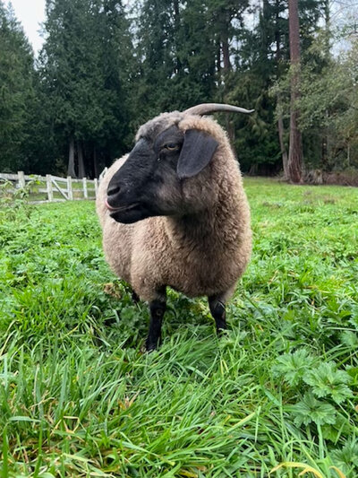 Cabby, the goat in Chateau Lill