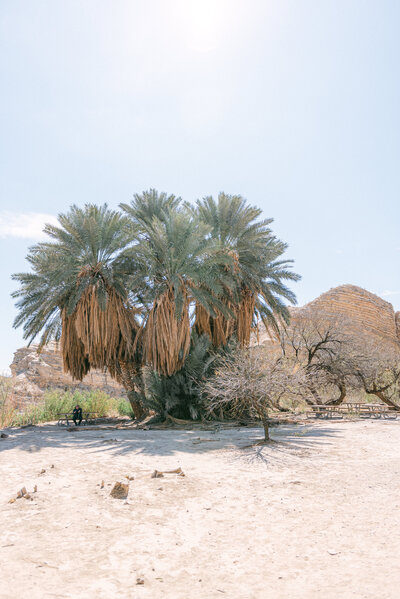 A grove of palm trees in a hidden Texas desert oasis, editorially photographed by a destination wedding photographer known for cinematic Super 8 film, fine art, and meaningful, design-driven work.