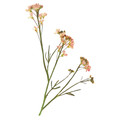 A dried pink flowering plant