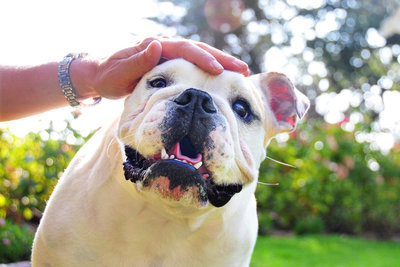 Los-Angeles-pet-photographer-Paw-Prints-Pet-Portraiture-English-bulldog