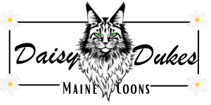 Logo of Maine Coon Surrounded by Daises