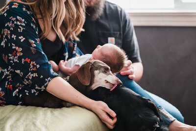 newborn photo with baby in lap and two dogs