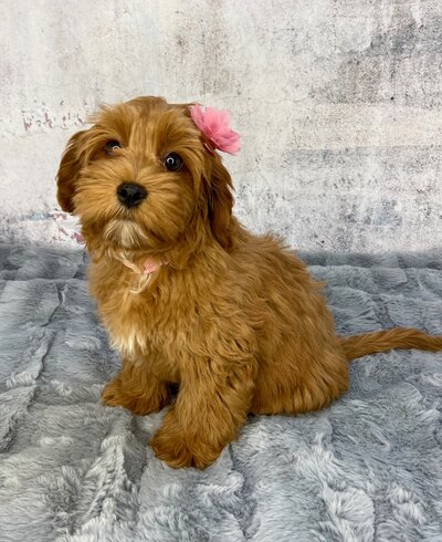 Rose female