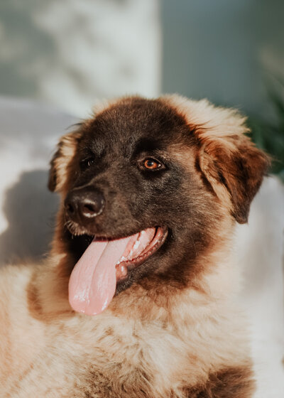 Estrela Mountain Dog puppy-12