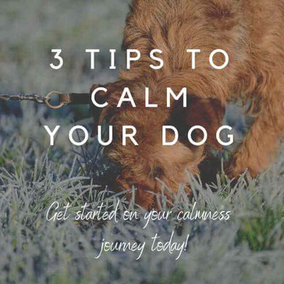 Dog sniffing text 3 tips to calm your dog.