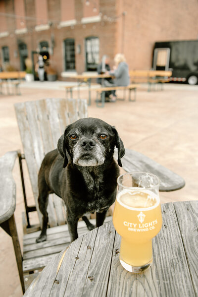 small black dog standing on a picnic table with a drink on the table