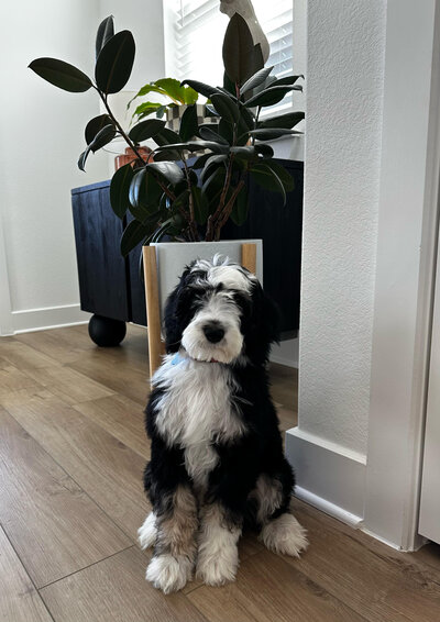 tri bernedoodle males for sale