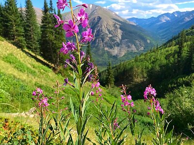 purple wildflower in mountain