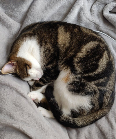 Marcel, le chat de Deux Drôles d’Oiseaux – compagnon discret et attachant de leur quotidien créatif