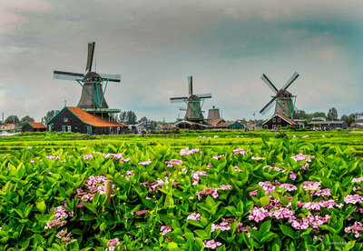 Row of historic Dutch windmills standing on a green field under a cloudy sky in the Netherlands, with visitors walking around the site.