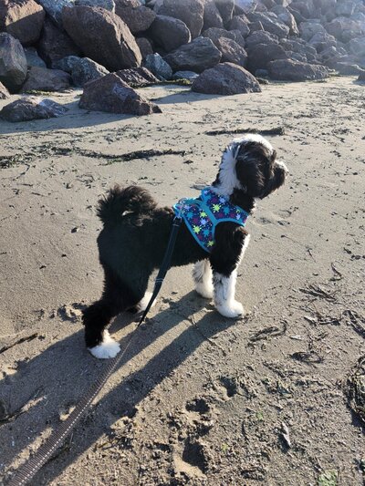 8f6f03bc-012f-4561-82ea-93c5fe589845