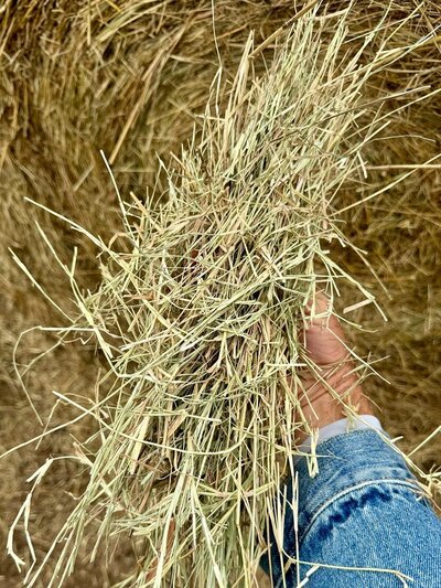 Chemical-free grass hay for sale in Dallas, TX
