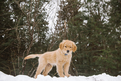 Mei Lin Barral Photography_Golden Retriever Puppy in the Snow-15