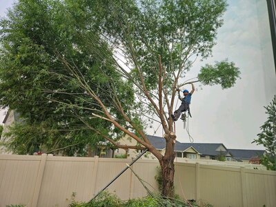 Boise Meridian Star Middleton Idaho Tree Trimming Arborist Tree Removal