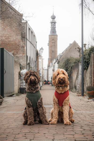 Honden fotoshoot stad
