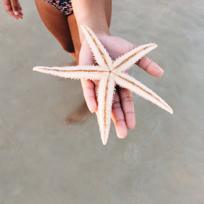 Starfish in children's hand on the beach.