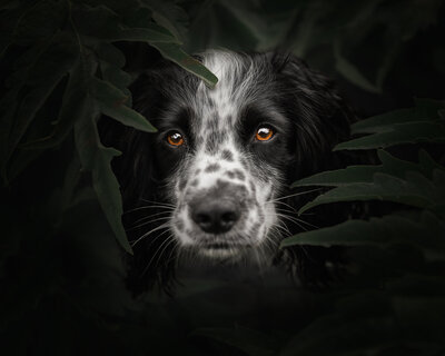 Springer Spaniel close up of his face coming out of the bushes. Dog photography in Waterloo Park, Norwich by Claire Howes.