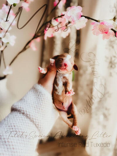 Le Fleur Poodle Puppies -36