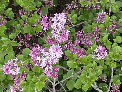 Dwarf Korean Paliban syringa meyeri purple heirloom lilac at North Country Lilacs nursery in Canton, New York
