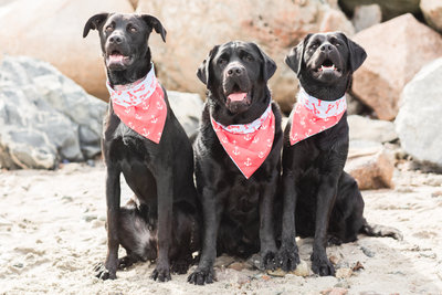 Three Black Labradors wearing nautical scarves