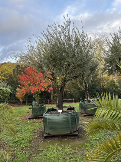 EX GROUND OLIVE TREE - EUROPEAN Olea europaea 'FRANTOIO' - MATURE TREES SYDNEY