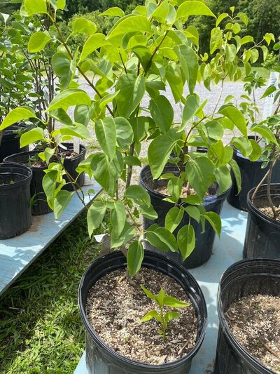 Potted heirloom lilac plants with green leaves