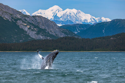 A whale breaching in the ocean with snow-capped mountains and forested hills in the background under a clear blue sky.
