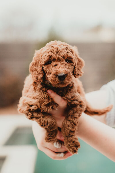 AKC Poodle Puppy-9