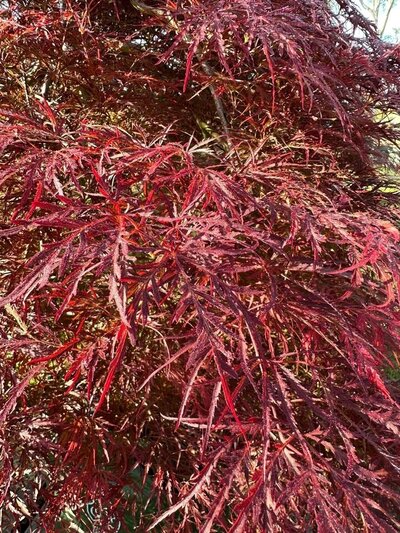 Go Green Nurseries Mature Mandarin tree